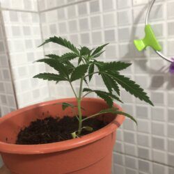 Primeiro cultivo - semana 5 - 29° dia