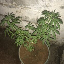 PRENSEEDS - semana 8 - 3 semanas depois e ela ficou assim !!