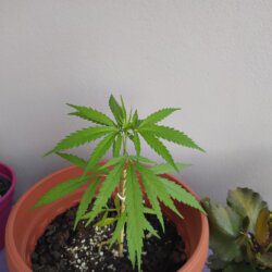 Maju - O meu primeiro cultivo - semana 11 - 