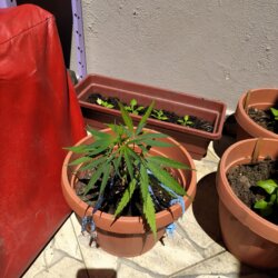 Maju - O meu primeiro cultivo - semana 12 - 