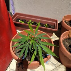 Maju - O meu primeiro cultivo - semana 12 - 