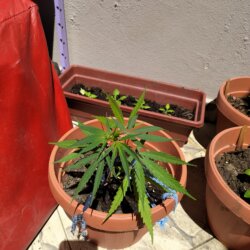 Maju - O meu primeiro cultivo - semana 12 - 