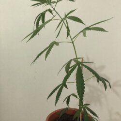 Primeiro cultivo - semana 8 - 55° dia