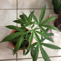 Primeiro cultivo - semana 7 - 44° dia