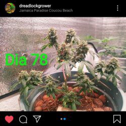 @Dreadlockgrower Cultivando Automáticas - sem 12 - 
