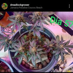 @Dreadlockgrower Cultivando Automáticas - semana 9 - 