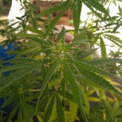 Weed BM - semana 21 - 