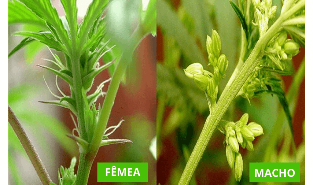 Anatomia da cannabis - Conheça as partes da planta - Diário Medicinal