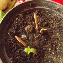 Prenseeds e Seedsneid"s - semana 1 - nesse vaso duas semenetes