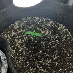 Primeiro cultivo grow - semana 1 - 