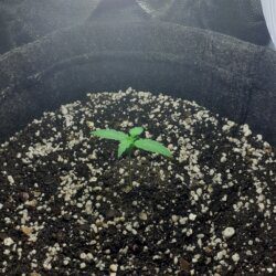 Primeiro cultivo grow - sem 1 - 