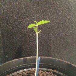 First plant - semana 2 - 
