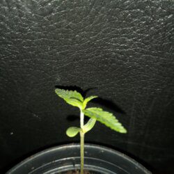 First plant - sem 2 - 