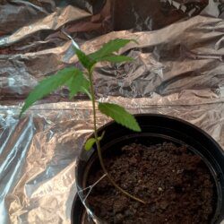 First plant - semana 3 - 
