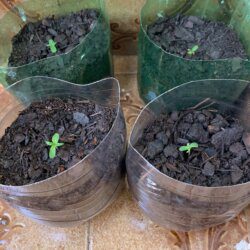 1st grow outdoor - sem 1 - 