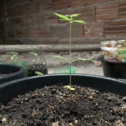 1st grow outdoor - sem 3 - 