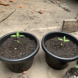 1st grow outdoor - sem 2 - 