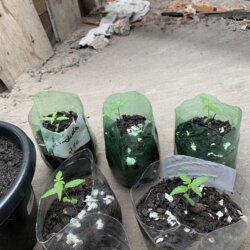 1st grow outdoor - semana 2 - 