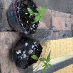 1st grow outdoor - semana 3 - 