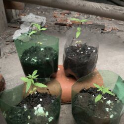 1st grow outdoor - semana 3 - 