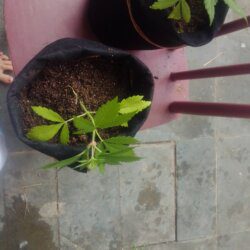 PRIMEIRO CULTIVO Cultivo em vaso de feltro outdoor complemento indoor - sem 6 - 