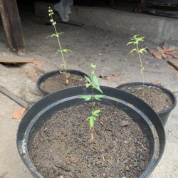 1st grow outdoor - semana 11 - 