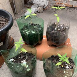 1st grow outdoor - semana 4 - 