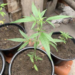 1st grow outdoor - sem 8 - 
