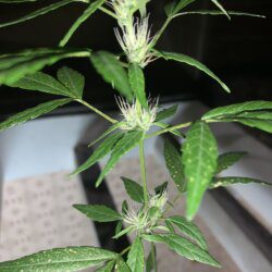 1st grow outdoor - sem 9 - 