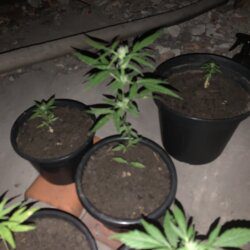 1st grow outdoor - semana 9 - 
