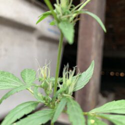 1st grow outdoor - semana 11 - 