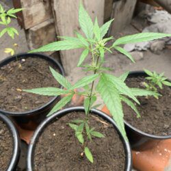 1st grow outdoor - semana 8 - 