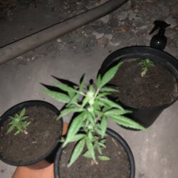 1st grow outdoor - semana 9 - 