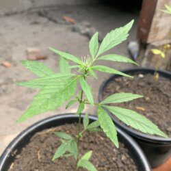 1st grow outdoor - semana 8 - 
