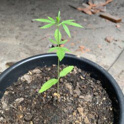 1st grow outdoor - semana 4 - 