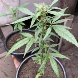 1st grow outdoor - sem 11 - 