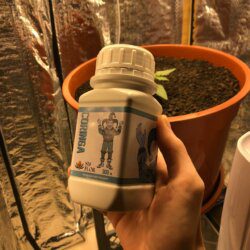 Amnesia Amazon Haze (R-Kiem Seeds) - semana 2 - Fertilizante