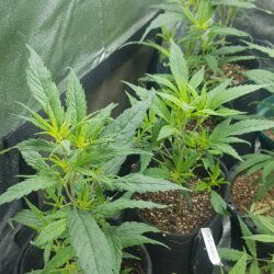 Clones do Gela - semana 7 - 