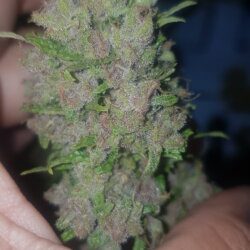 ENCERRADO-Oitavo cultivo - SLH e PNA - semana 15 - Purple