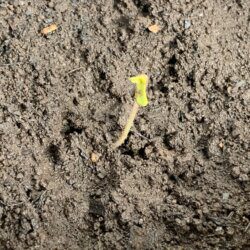 Primeiro cultivo (semente de prensado) - sem 1 - 1º dia