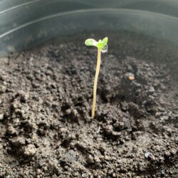 Primeiro cultivo (semente de prensado) - semana 1 - 2º di