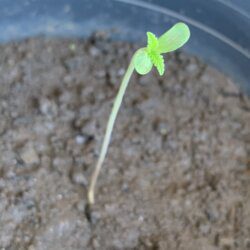Primeiro cultivo (semente de prensado) - semana 2 - 