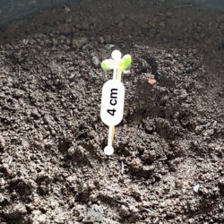 Primeiro cultivo (semente de prensado) - semana 1 - 2º dia
