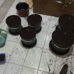 Primeiro Cultivo Indoor - semana 2 - 