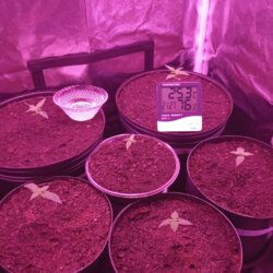 Primeiro Cultivo Indoor - semana 2 - 