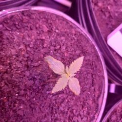 Primeiro Cultivo Indoor - semana 3 - Muda do vaso menor