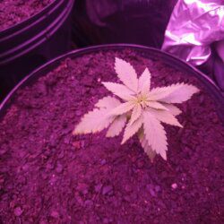 Primeiro Cultivo Indoor - semana 4 - Menor plantinha