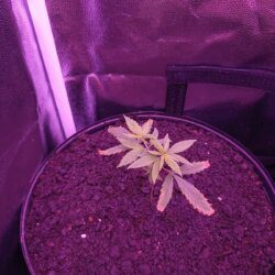 Primeiro Cultivo Indoor - sem 6 - Folhas amarelas removidas