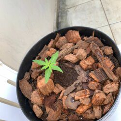 PrenSeed - semana 2 - Transplante feito para um vaso de 3L.