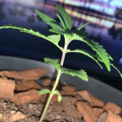 PrenSeed - semana 2 - Penultimo dia da segunda semana de vegetação.